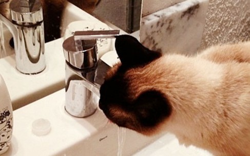 Alimentação na terceira idade do felino: fator fundamental para prevenção de doenças Alimentação na terceira idade do felino: fator fundamental para prevenção de doenças